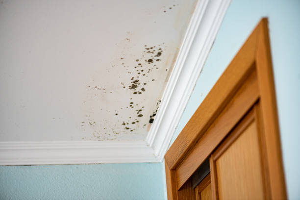 Best Mold Testing  in Gaylord, MI