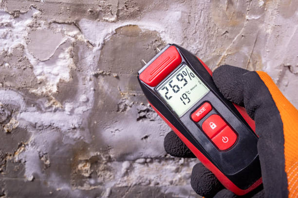 Best Best Mold Removal Companies  in Gaylord, MI