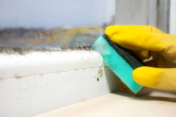 Best Black Mold Removal  in Gaylord, MI