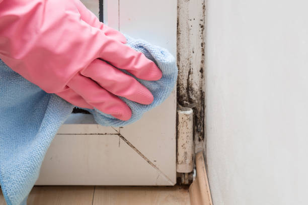 Best Certified Mold Removal  in Gaylord, MI